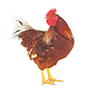 Cockerel