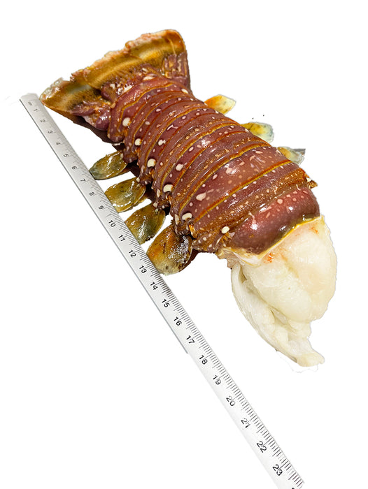 Australian Lobster Tail (FZN) (250 Gram/Each)