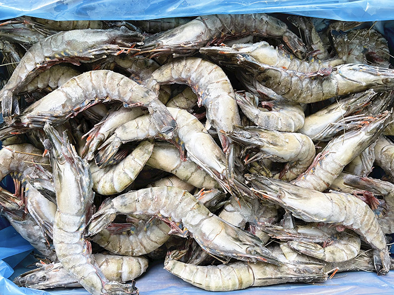 Frozen Raw Australian Tiger Prawns U10 - Tropic Co (2KG Box)